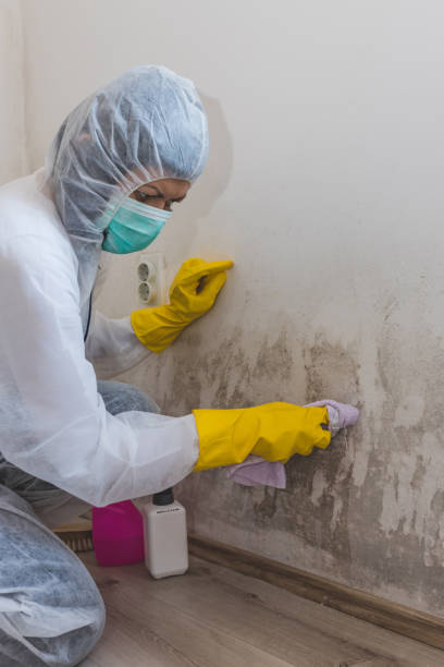 Best Crawl Space Mold Remediation  in Labasas, CA