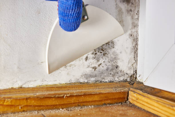 Best Commercial Mold Inspection  in Labasas, CA