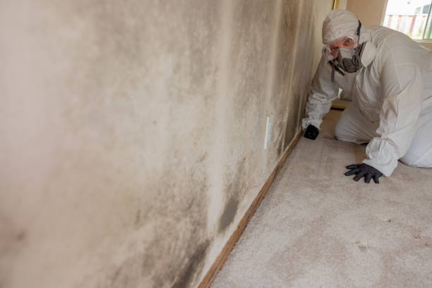 Best Mold Damage Restoration  in Labasas, CA